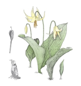 Botanical Treasures of Silver Falls | Aislinn Adams